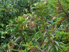 Siphocampylus lucidus