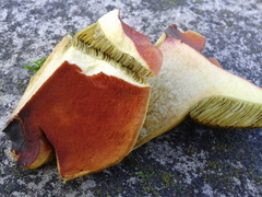 Hortiboletus bubalinus