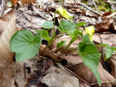 Viola eriocarpa