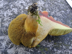 Hortiboletus bubalinus