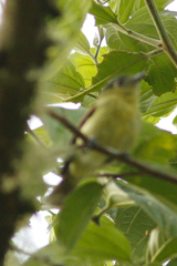 Pachyramphus versicolor