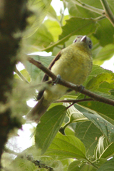 Pachyramphus versicolor