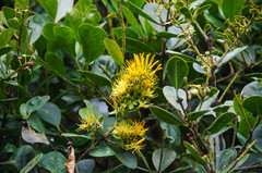 Gaiadendron punctatum