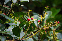 Gaiadendron punctatum