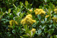 Gaiadendron punctatum
