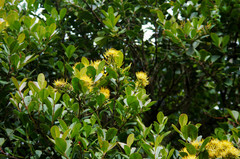 Gaiadendron punctatum