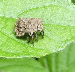 Cyrtocoris