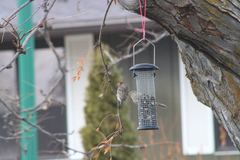 Haemorhous mexicanus