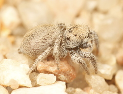 Habronattus clypeatus