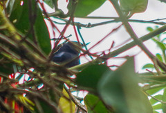 Diglossa lafresnayii