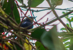 Diglossa lafresnayii