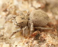 Habronattus clypeatus