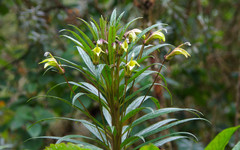 Siphocampylus lucidus