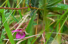 Rubus glabratus