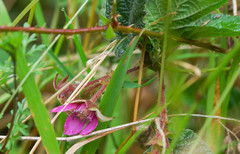 Rubus glabratus