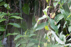 Tiaris olivaceus intermedius