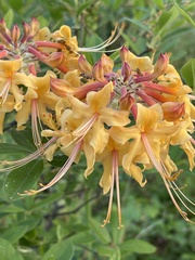 Rhododendron austrinum