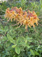 Rhododendron austrinum
