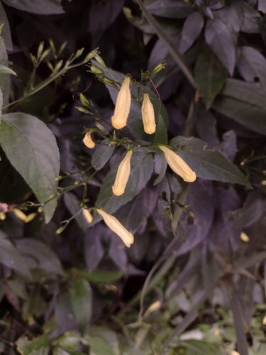 Ruellia brevifolia