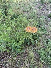 Rhododendron austrinum