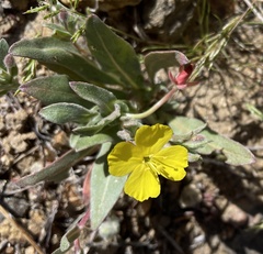 Camissoniopsis pallida