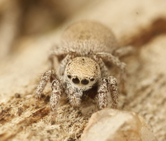 Habronattus clypeatus