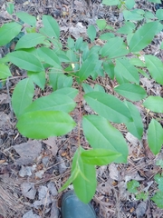Prunus serotina
