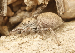 Habronattus clypeatus