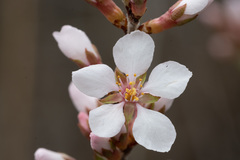 Prunus tomentosa