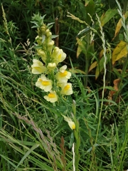 Linaria vulgaris