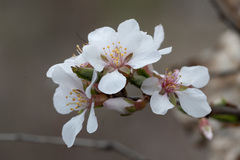 Prunus tomentosa