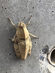 Ocnerodes fallaciosus