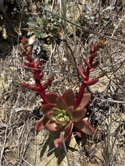 Dudleya farinosa