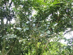 Buxaceae