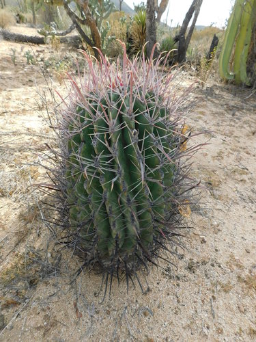Ferocactus peninsulae
