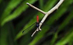 Orthemis ambinigra