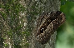 Caligo beltrao