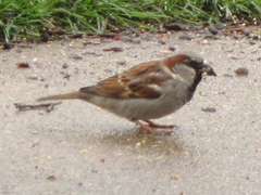 Passer domesticus
