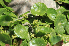 Hydrocotyle prolifera