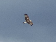 Buteo lagopus