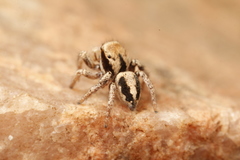 Habronattus arcalorus