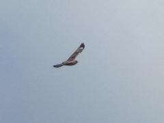 Buteo lagopus
