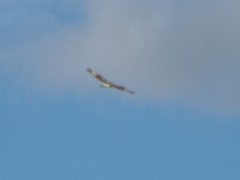 Buteo lagopus