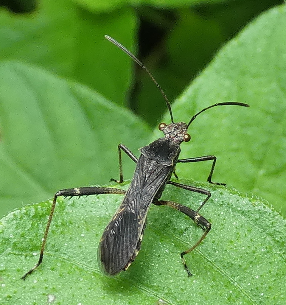 Neomegalotomus parvus
