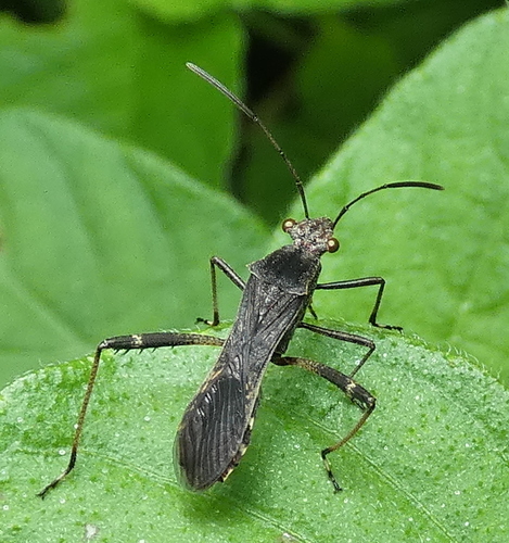 Neomegalotomus parvus