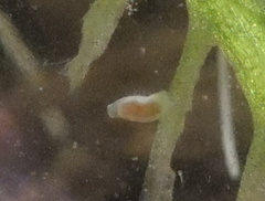 Leptoplanoidea
