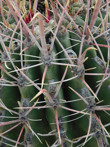 Ferocactus peninsulae