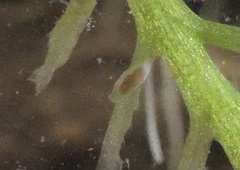 Leptoplanoidea