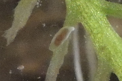 Leptoplanoidea