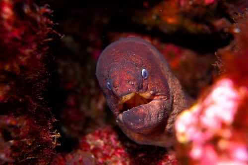 Photo of Brown moray (Gymnothorax unicolor)